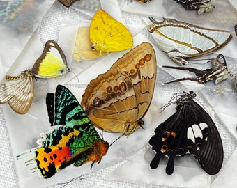 10 farfalle reali montate non montate, insetti conservati, esemplari di farfalle etiche essiccate, falene crude, insetti, stranezze, entomologia, tassidermia, tassadermia