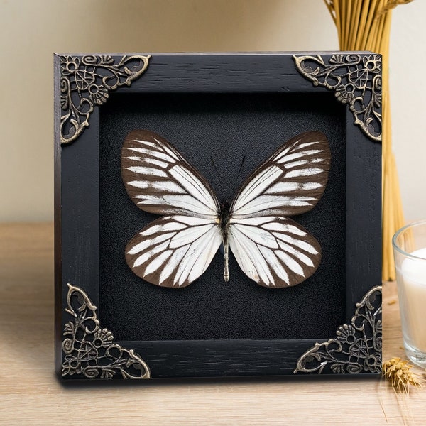 Butterfly Entomology Display, Vintage Artwork Frame Insect Beetle Bug Taxidermy Taxadermy Wall Art Decoration Curiosities Oddities Living
