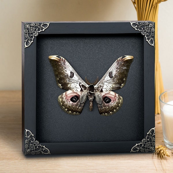 Real Framed Butterfly Handmade Shadow Box Insect Frame Taxidermy Taxadermy Wall Art Decoration Artwork Home Decor Living Gallery Bedroom