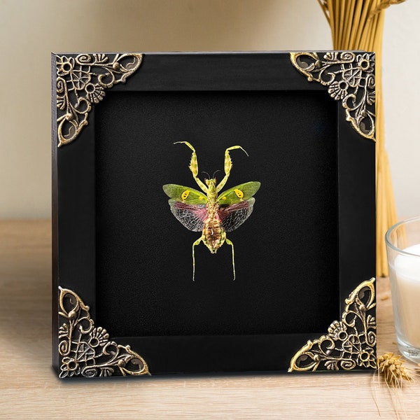 Mantis Creobroter Frame Black Wall Art Christmas Creepy Gift Beetle Artwork For Walls Living Preserve Insects In Frame Tacidermy Display Box