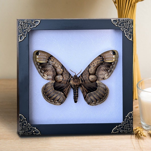 Real Framed Owl Moth Brahmaea Shadow Box Insect Frame Dried Taxidermy Dead Taxadermy Wall Art Decoration Artwork Home Decor Living Gallery