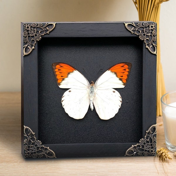 Real Framed Butterfly Handmade Shadow Box Insect Frame Taxidermy Taxadermy Wall Art Decoration Artwork Oddity Home Decor Living Gallery