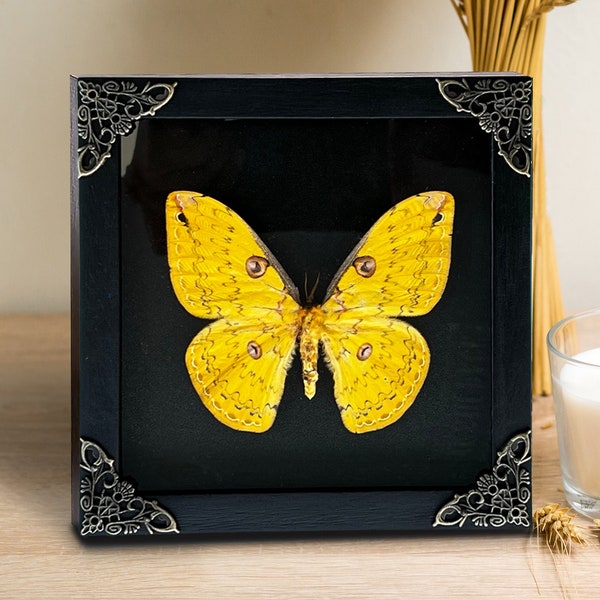 Real Framed Butterfly Shadow Box Dried Insect Frame Dead Taxidermy Taxadermy Wall Hanging Art Decoration Oddities Artwork Gallery