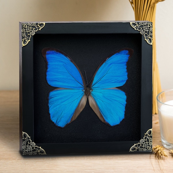Real Framed Morpho Butterfly Shadow Box Insect Frame Dried Taxidermy Dead Taxadermy Wall Art Decoration Artwork Home Decor Living Gallery