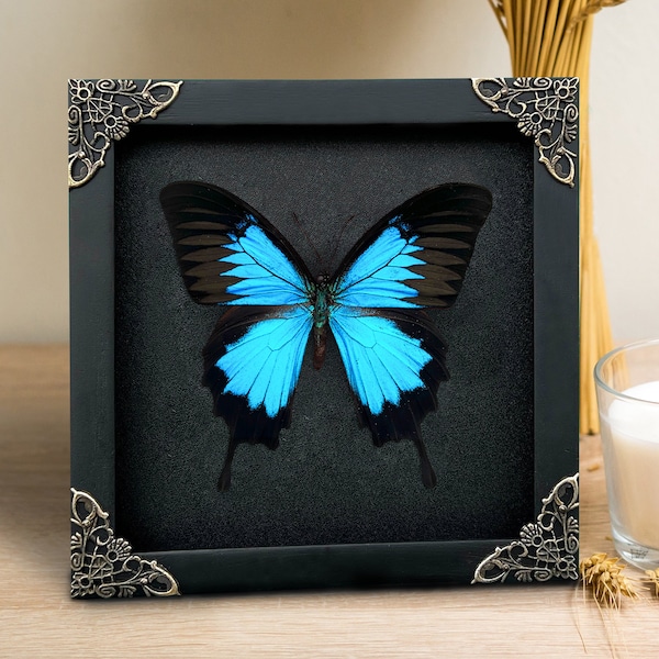 Black Wall Decor, Mothers Day Frame Witch Home Decor,Papillio Butterfly Shadow Box,Dead Taxadermy Wall Hanging,Oddities Artwork Collection