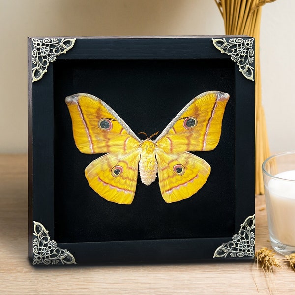 Real Framed Silk Moth Shadow Box Dried Butterfly Insect Frame Taxidermy Taxadermy Wall Hanging Art Oddities Decoration