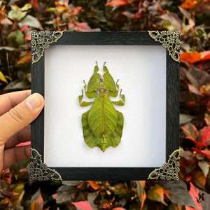 May include: A framed leaf insect specimen. The insect is a vivid green, mimicking a leaf. It's presented in a square black frame with decorative corner details. The background features a mix of green and red foliage.