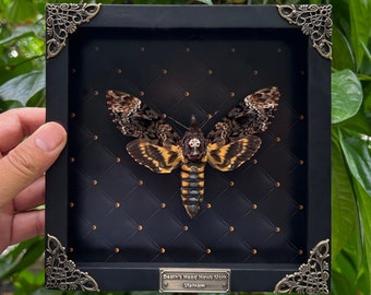 Death Head Moth Acherontia Framed Black Gothic Wall Decor Entomology Gifts Oddities Curiosities Art Decoration