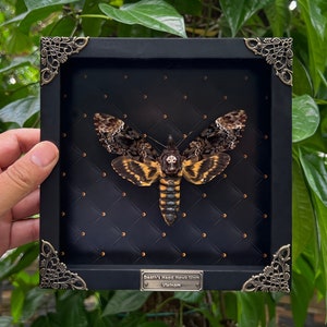 Death Head Moth Acherontia Framed Black Gothic Wall Decor Entomology Gifts Oddities Curiosities Art Decoration image 1