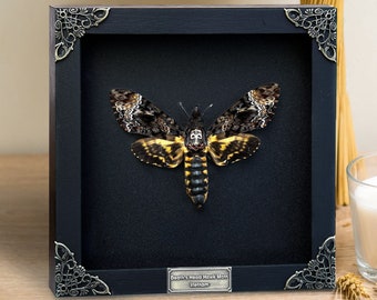 Real Framed Death's Head Moth Acherontia Frame Dried Butterfly Skull Moth Taxidermy Taxadermy Insect Bug Wall Art Gothic Hanging Decor