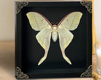 Real Framed Giant Actias Luna Moth Insect Dried Butterfly Oddities Curiosities Home Gothic Wall Decor Taxidermy Taxadermy Artwork