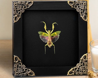 Mantis Creobroter Frame Black Wall Art Christmas Creepy Gift Beetle Artwork For Walls Living Preserve Insects In Frame Tacidermy Display Box