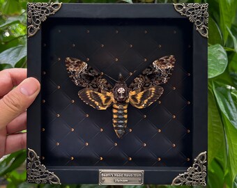 Real Framed Death Head Moth Acherontia Dried Butterfly Skull Frame Dead Taxidermy Taxadermy Oddity Insect Bug Wall Art Hanging Decor