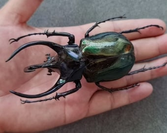 Real Giant Atlas Chalcosoma Atlas Beetles Rhinoceros Taxadermy Pinned Dried Insect Specimens Taxidermy Collection