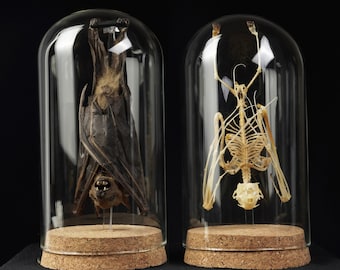 Taxidermy Bat Hanging Preserved Skeleton Bat Insect Beetle Taxadermy Dome Jar Display Oddities Curiosity Black Gothic Halloween Gift Decor