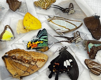 10 Real Butterflies Assorted Folded Butterfly Dried Specimen Pinned Specimen Taxidermy Entomology Taxadermy Artwork Crafts Wholesale