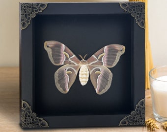 Real Framed Eri Silkmoth Shadow Box Dried Taxidermy Butterfly Insect Frame Taxadermy Wall Hanging Art Oddities Decoration