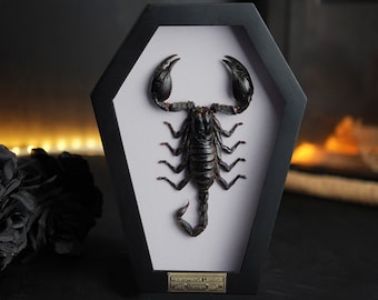 May include: A framed scorpion specimen, presented in a black coffin-shaped frame. The scorpion is black with large pincers and a segmented body, mounted on a white background. A small plaque at the bottom of the frame displays text.