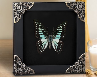 Whimsigoth Home Decor Preserve Insects In Frame Real Butterfly Dried Insect Real Bug Collection Shadow Box Decor Wall Hanging Artwork
