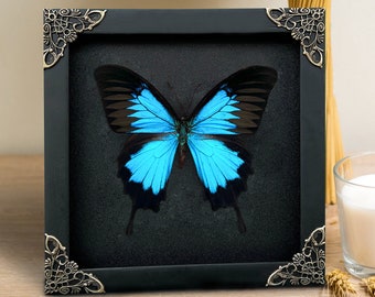 Black Wall Decor, Christmas Frame Witch Home Decor,Papillio Butterfly Shadow Box,Dead Taxadermy Wall Hanging,Oddities Artwork Collection