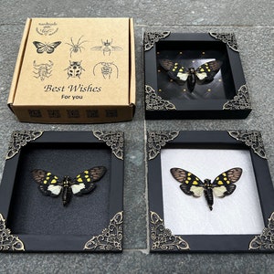 Cicada Frame Artwork Entomology Creepy Collection Framed Insect Bug Shadow Box Beetle Taxadermy Gothic Oddity Decor