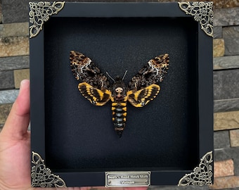 Real Framed Death Head Moth Acherontia Frame Dried Butterfly Skull Dead Taxidermy Taxadermy Oddity Insect Bug Wall Art Hanging Decor