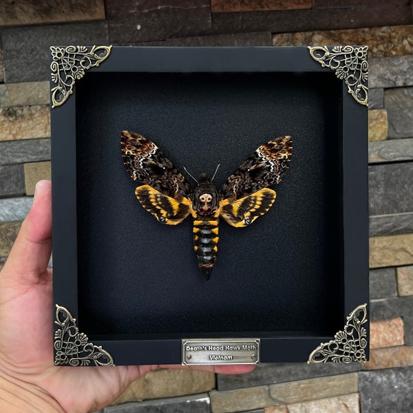 Real Framed Death Head Moth Acherontia Frame Dried Butterfly Skull Dead Taxidermy Taxadermy Oddity Insect Bug Wall Art Hanging Decor