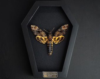 Vitrine de cadre cercueil tête de mort, cabinet de curiosités, oeuvre d'art murale sombre taxidermie étrange insecte, décoration d'Halloween effrayante noire