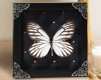 Taxidermied Butterfly Frame , Taxidermia Insect Shadow Box Wall Art Decoration Artwork, Oddity Home Decor Living Gallery
