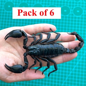 May include: A black scorpion with large pincers and a segmented body is held in a hand. The text "Pack of 6" is displayed in a red font above the scorpion. The scorpion is on a green surface.