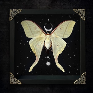 Luna Moth Framed Gothic Moon Witch Wall Display Victorian Goth Goblincore Cottagecore Fairycore Oddity Hanging Room Astronomy Gift