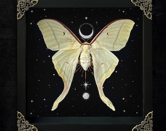 Luna Moth Framed Gothic Moon Witch Wall Display Victorian Goth Goblincore Cottagecore Fairycore Oddity Hanging Room Astronomy Gift