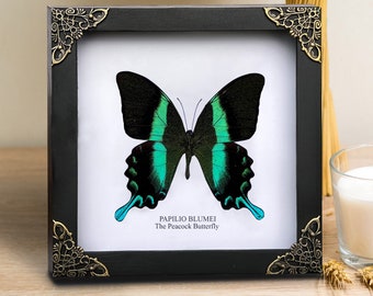 Wall Decor Butterfly Entomology Shadow Box , Spooky Gift Insect Lover ,Dried Insect Frame Taxadermy Table Top,Oddities Artwork Gallery