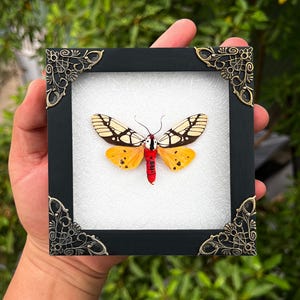 May include: A framed butterfly specimen with a black frame and ornate corner details. The butterfly has yellow and black wings with a red body. The background is white, and the frame is held against a backdrop of green foliage.