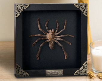 Real Framed Spider Tarantula Bird Eating Insect Shadow Box Taxidermy Taxadermy Artwork Oddities Curiosities Home Gothic Decor