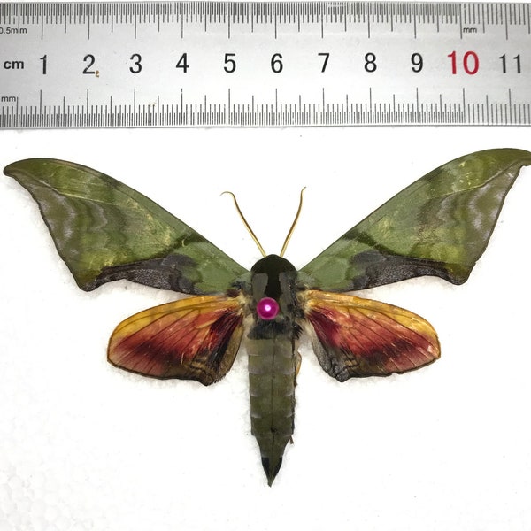 1 Mounted Adhemarius Dariensis Moth Taxidermy Spread Insect for Display, Décor, Earring arts, jewellery making