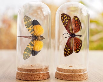 2 Real Butterfly,Lanternfly Insect Glass Dome Taxidermies Gothic Christmas Creepy Gift Beetle Bell Jar Display Entomology Taxadermy Decor