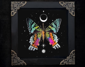 Real Sunset Moth Astronomy Astrology Display Frame Gothic Witch Oddity Anniversary Mother's Day Gift Victorian Cottagecore Decoration