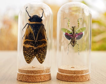 2 Real Cicada Jeweled Praying Mantis Insect Dome Taxidermy Bell Jar Display Dried Butterfly Bug Taxadermy Oddities Gothic Haloween Gift