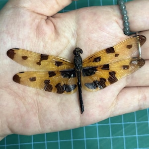 May include: A preserved dragonfly specimen featuring translucent amber-coloured wings with distinct dark brown spots and a slender black body. The insect is positioned flat, displaying its four symmetrical wings and elongated abdomen in detail.