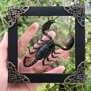 May include: A black scorpion displayed within a black rectangular frame with ornate corner accents. The scorpion is centered, showcasing its segmented body, pincers, and stinger. The frame is held against a backdrop of green foliage and pink flowers.