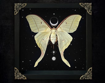 Luna Moth Framed Gothic Moon Witch Wall Display Victorian Goth Goblincore Cottagecore Fairycore Oddity Hanging Room Astronomy Gift