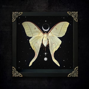 Luna Moth Framed Gothic Moon Witch Wall Display Victorian Goth Goblincore Cottagecore Fairycore Oddity Hanging Room Astronomy Gift