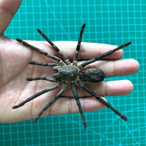 May include: A close-up of a large, dark brown spider with long legs. The spider is sitting on a person's hand, which is resting on a green surface.