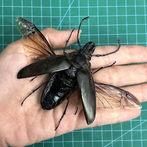 May include: A large, dark, iridescent beetle specimen with extended, translucent, amber-coloured wings. The insect features a glossy black exoskeleton, prominent mandibles, and thin, segmented legs, showcasing intricate wing venation.