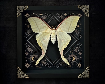 Luna Moth Framed Gothic Witch Wall Display Victorian Goth Goblincore Cottagecore Fairycore Oddity Hanging Room Gothic Christmas Gift