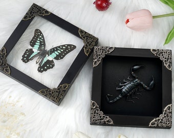 2 Framed Scorpion & Butterfly Insect Shadow Box Real Dried Butterfly Bug Taxidermy Taxadermy Oddities Curiosities Black Gothic Home Decor