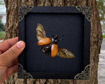 Real Framed Eupatorus Dynastinae LARGE Five-horned Spread Beetle Wings Specimen Taxidermy Black Wall Decor Oddities Artwork Collection