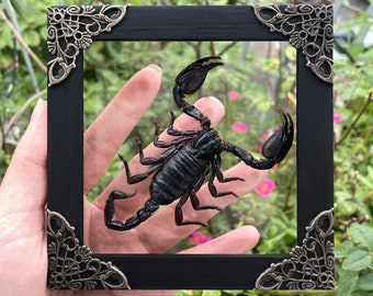 Scorpion Black Wall Decor Frame Insect Taxedermy Spooky Christmas Gift Idea Preserve  Butterfly Mantis Cicada Entomology Decoration