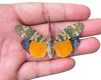 1 Real Lanternfly Dried Preserved Insect Specimen Spread Wings Butterfly Bug Taxidermy Taxadermy Oddities Curiosities Gothic Home Decor